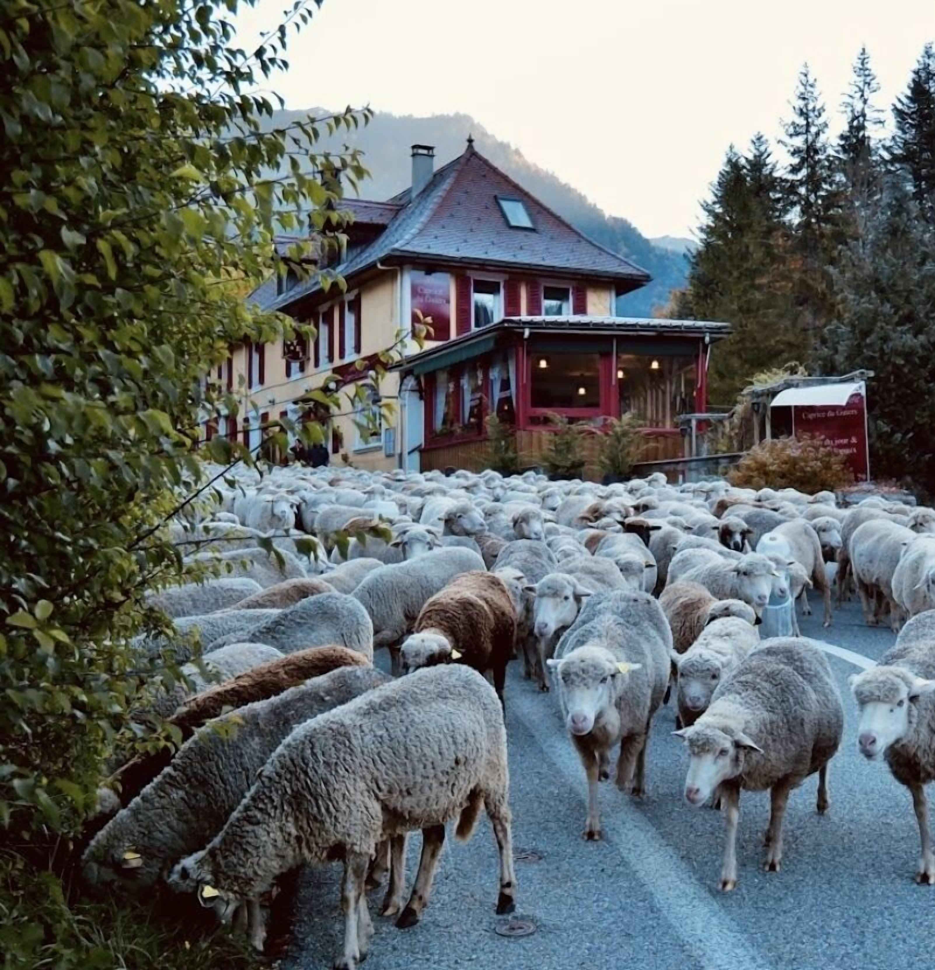 O Caprice Du Guiers