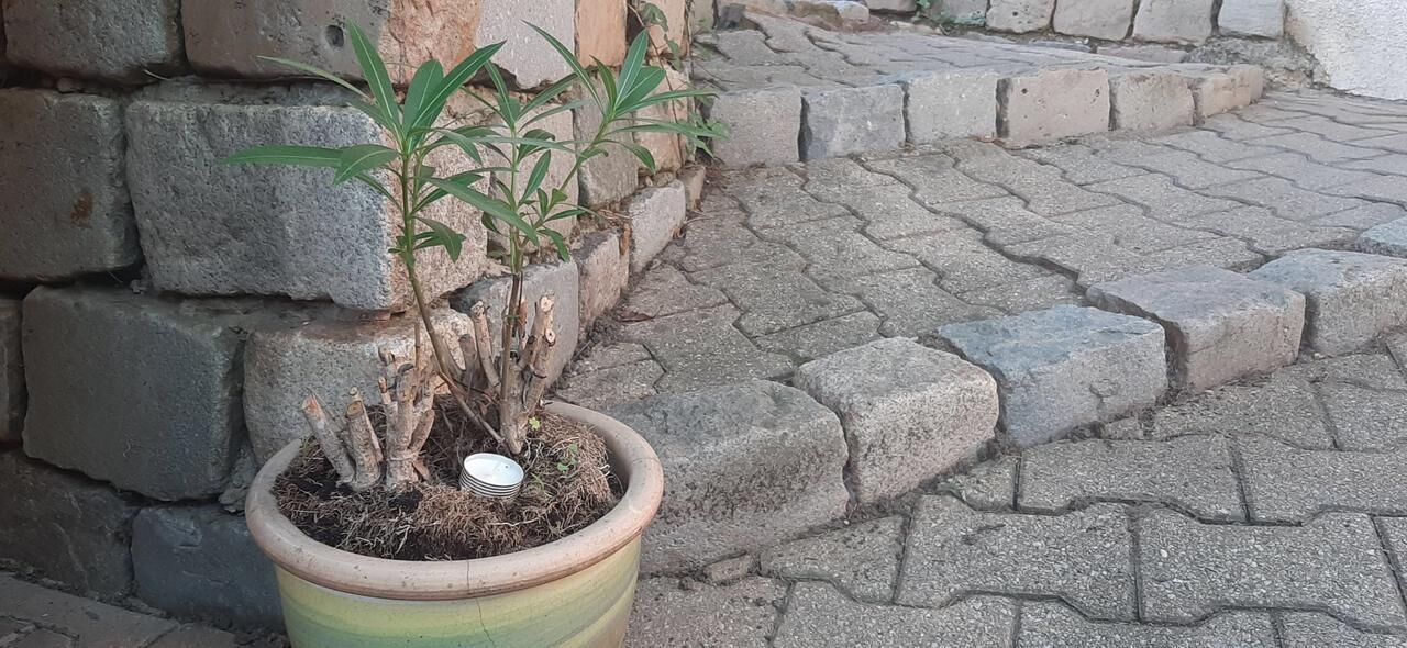 Le Jardin De Fe Licie