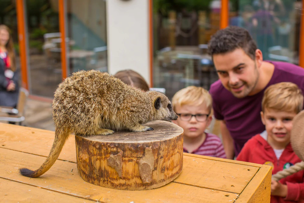 Chessington Safari Hotel