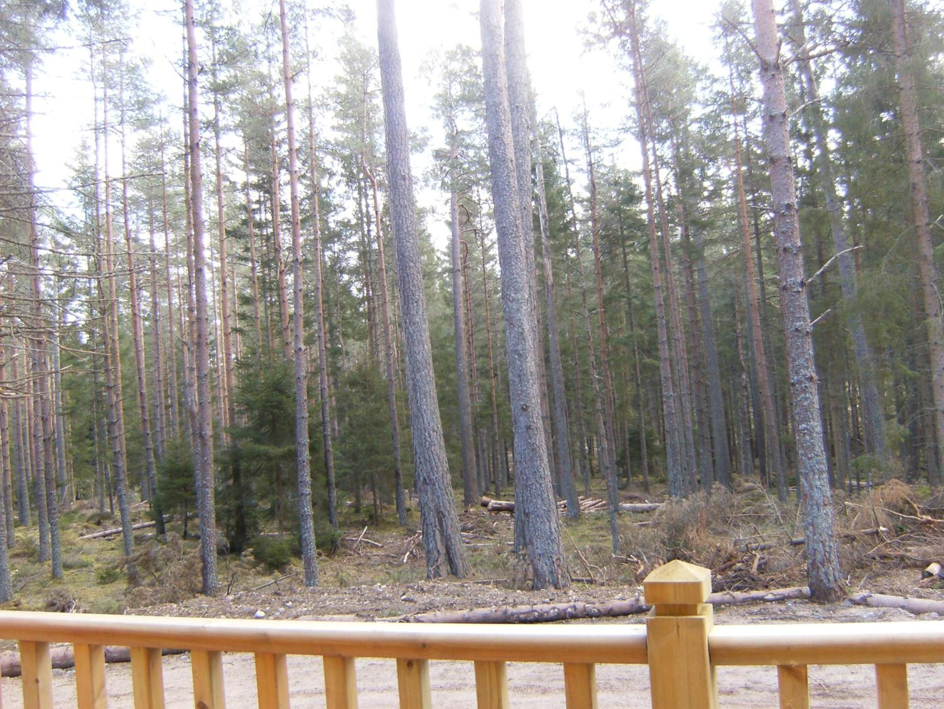 CAIRNGORM LODGES