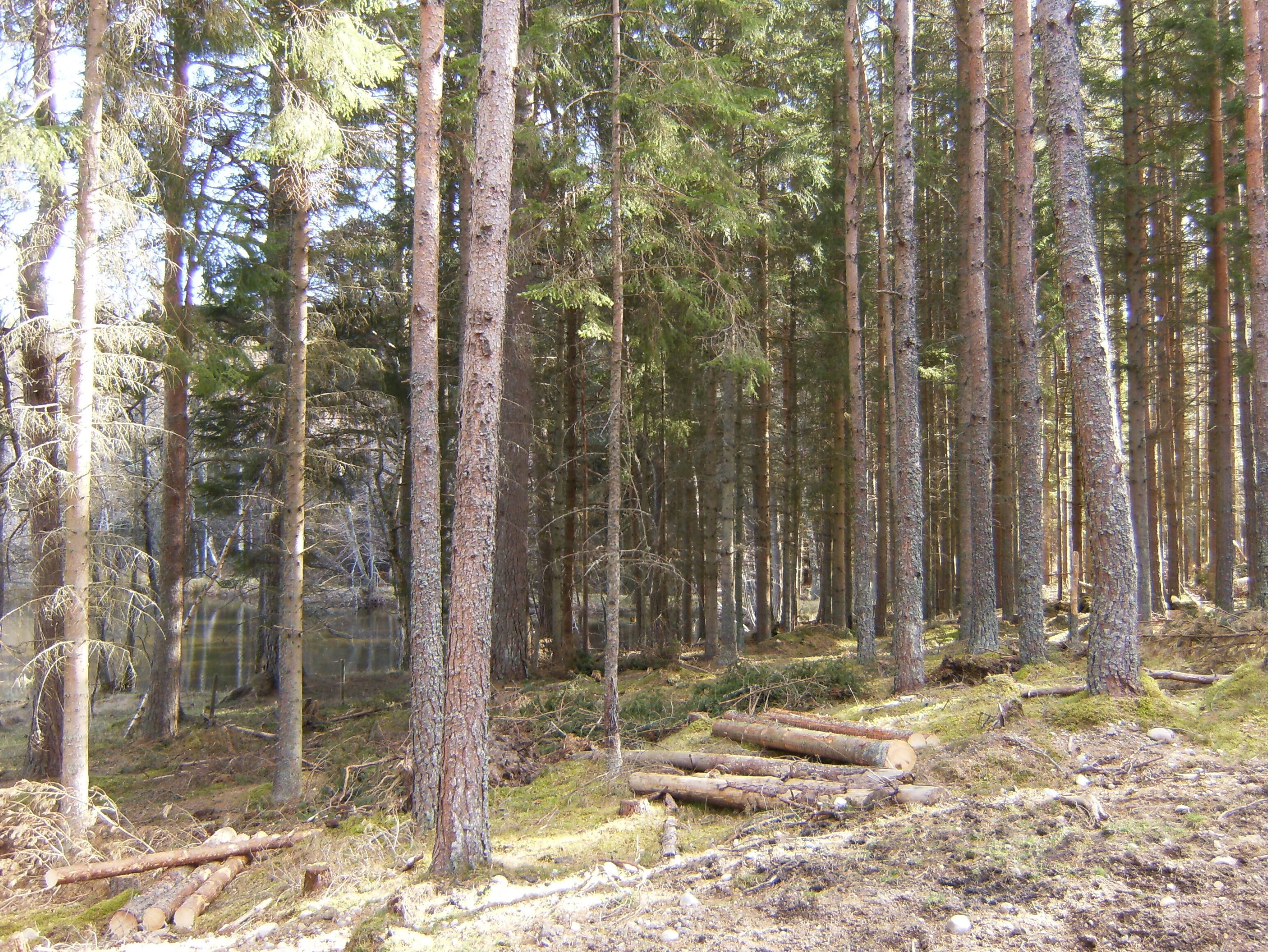 CAIRNGORM LODGES