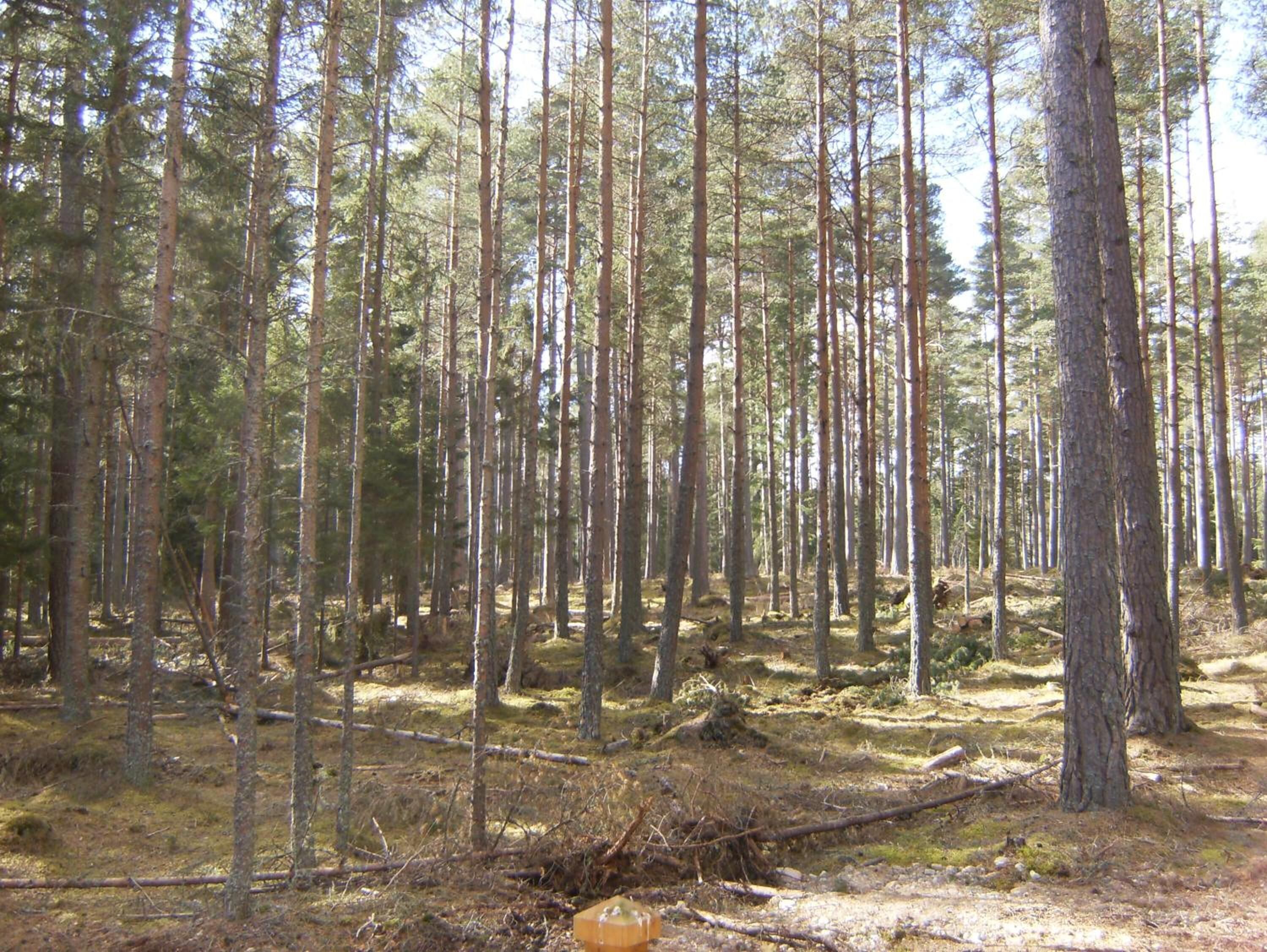 CAIRNGORM LODGES