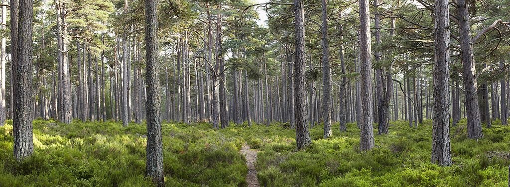 The Boat Country Inn & Restaurant