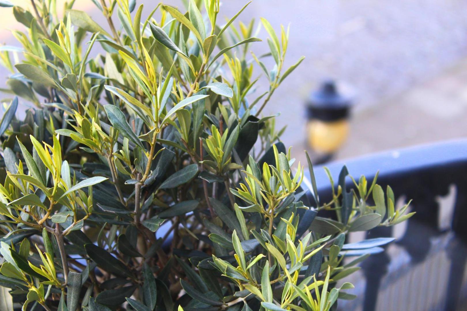 24 Royal Terrace Hotel