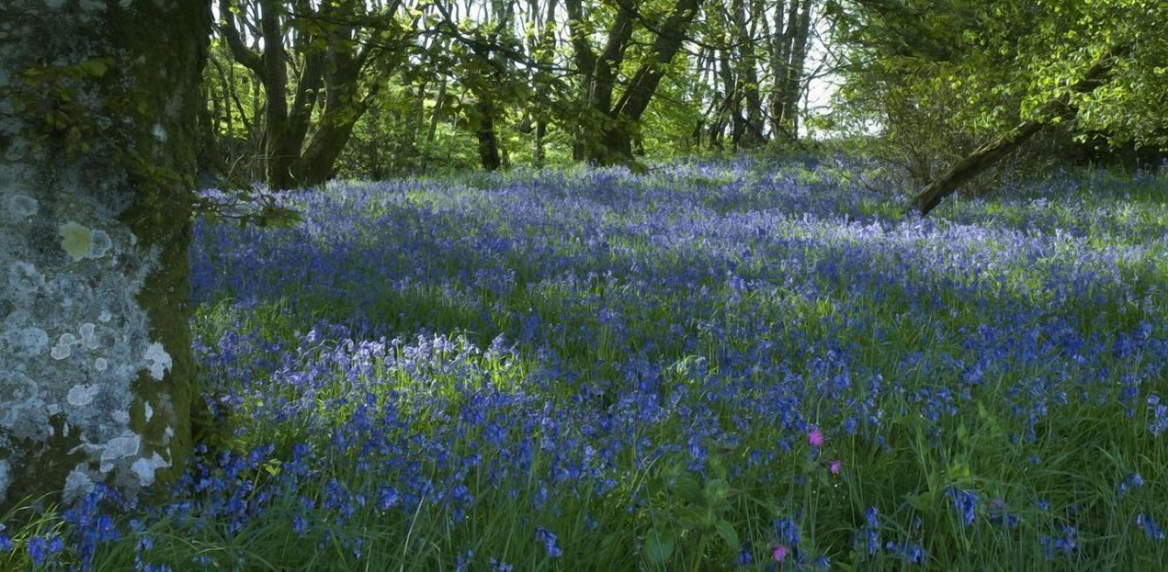 Orroland Holiday Cottages