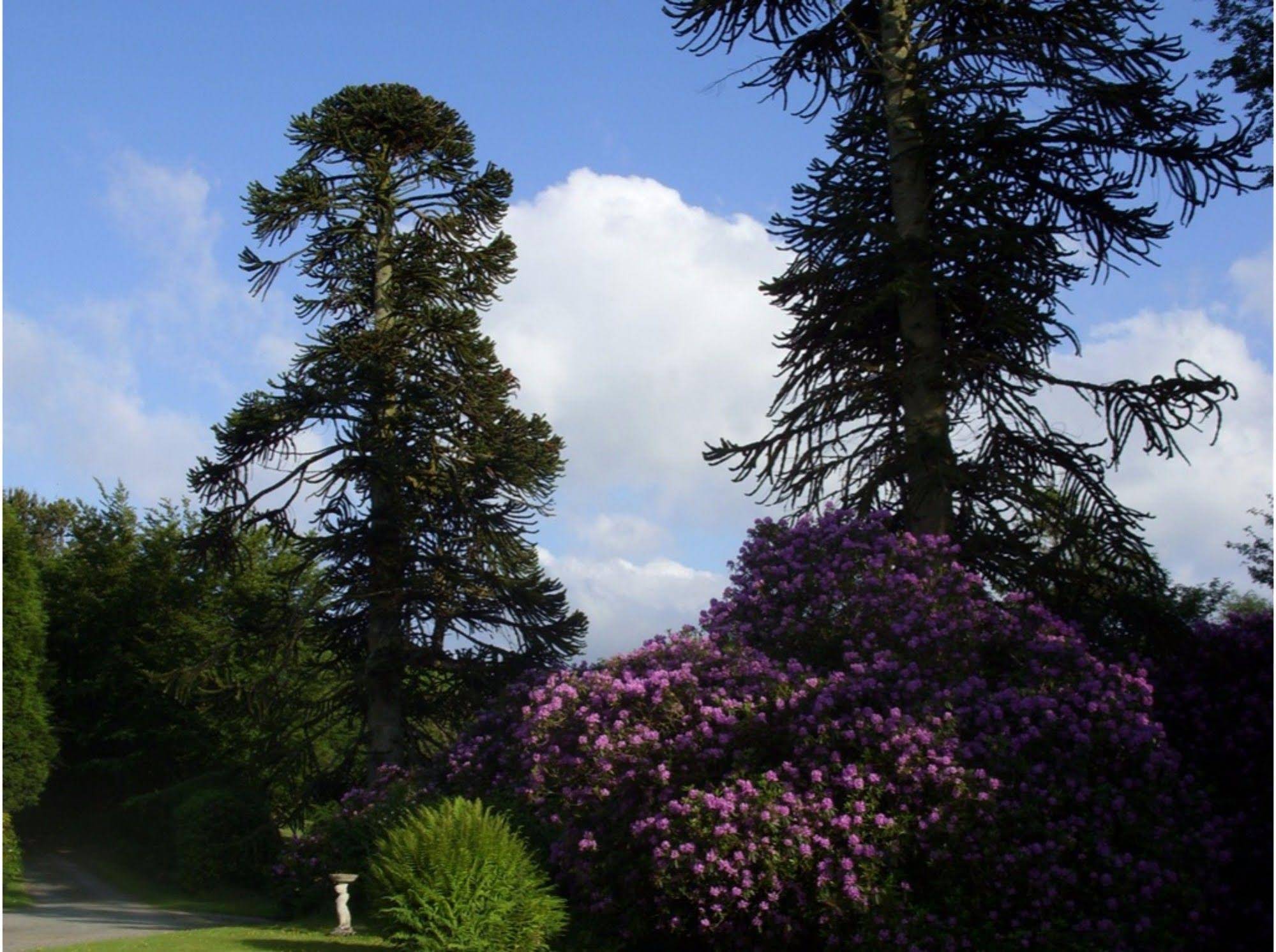 Moorlands - Guest house