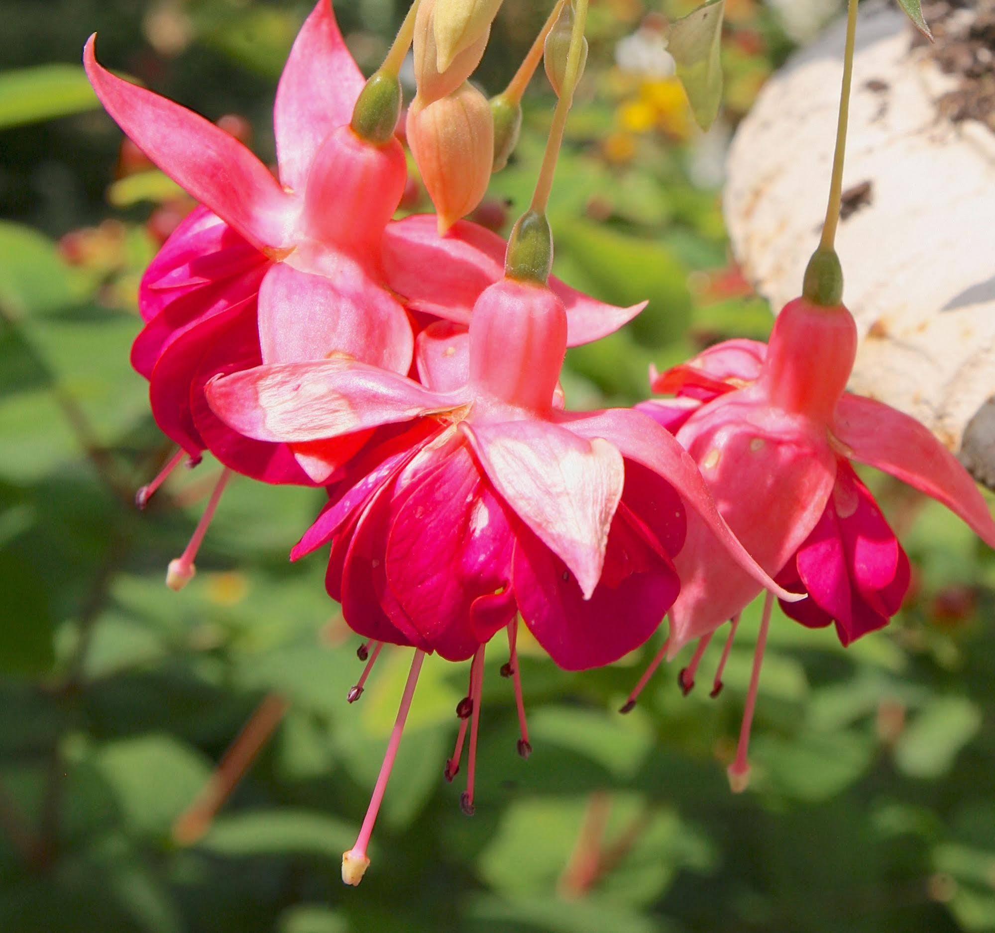 Queen Charlottes Orangery