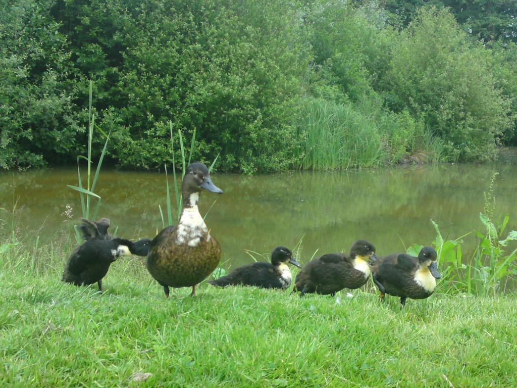 Donnington Grove