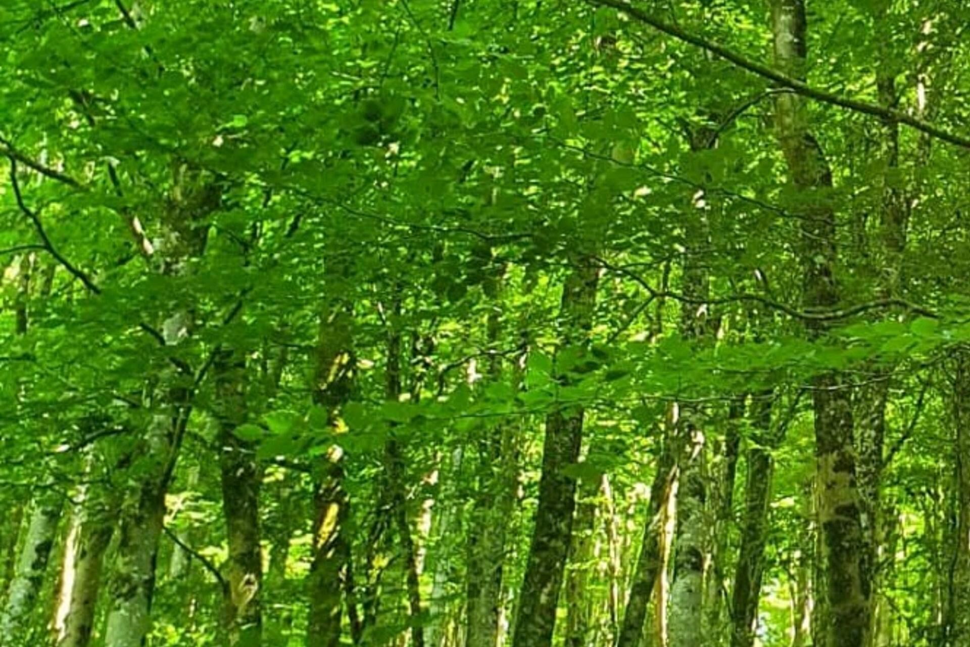 Tranquil Wells Retreat