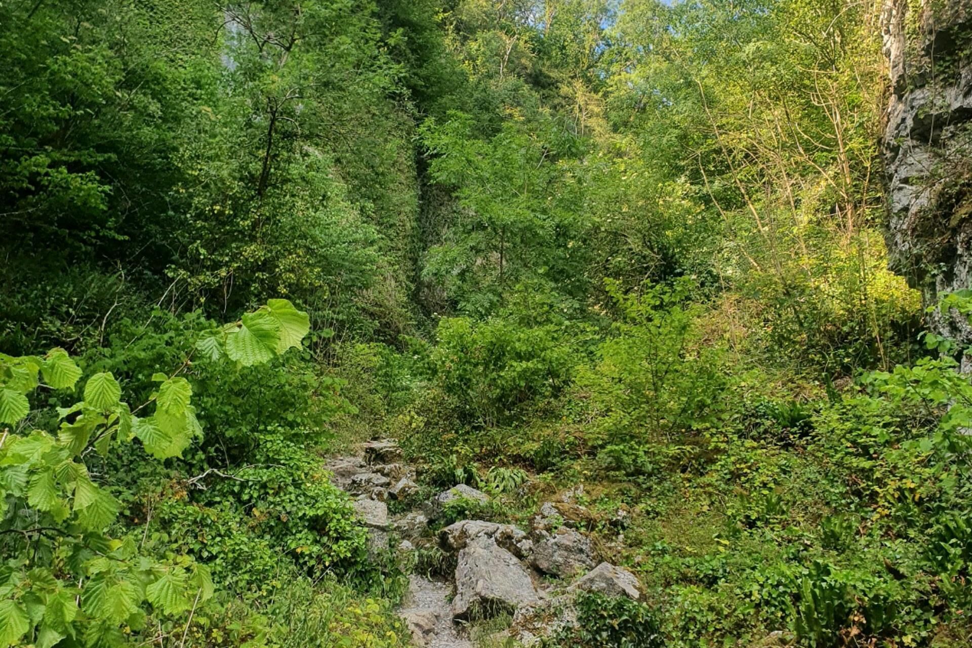 Tranquil Wells Retreat