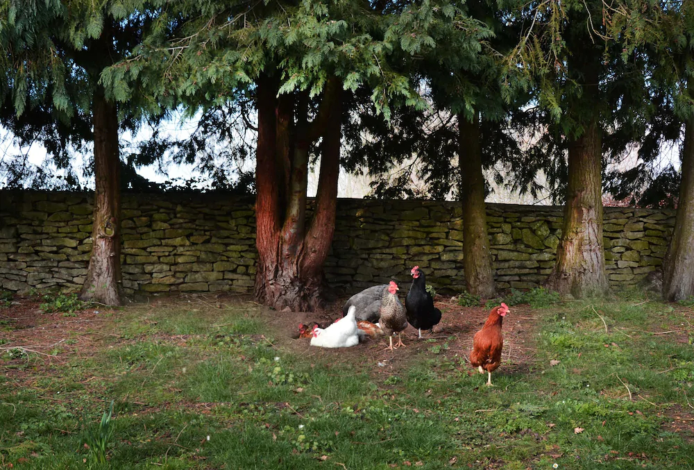Dove House