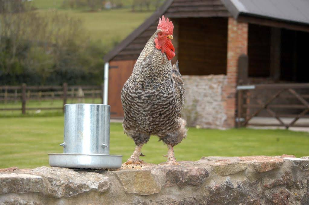 School Farm