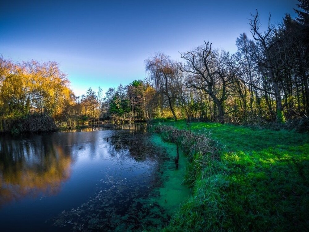New Forest Lodges
