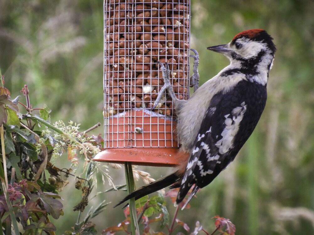 New Forest Lodges