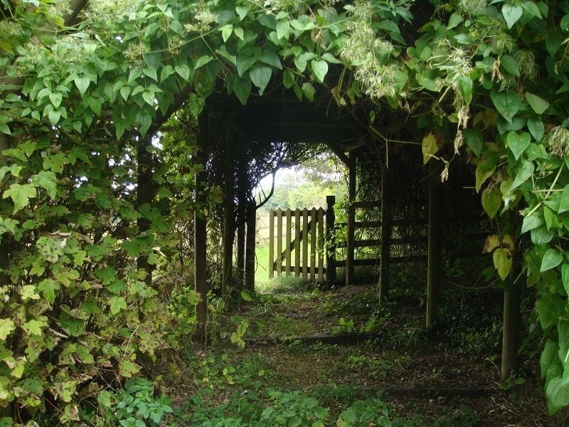 The Apple Wood