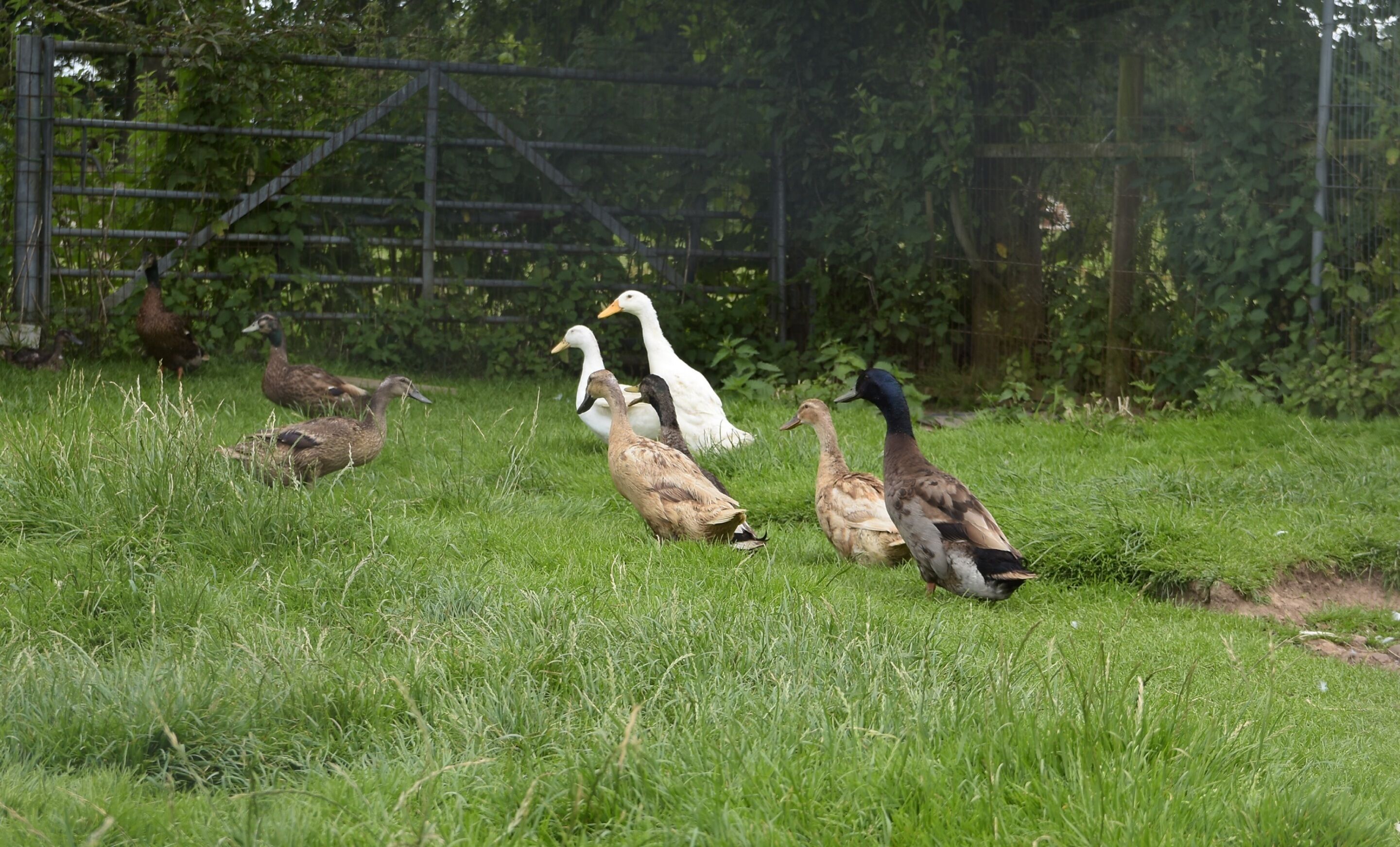 Cae Berllan Holiday Cottages