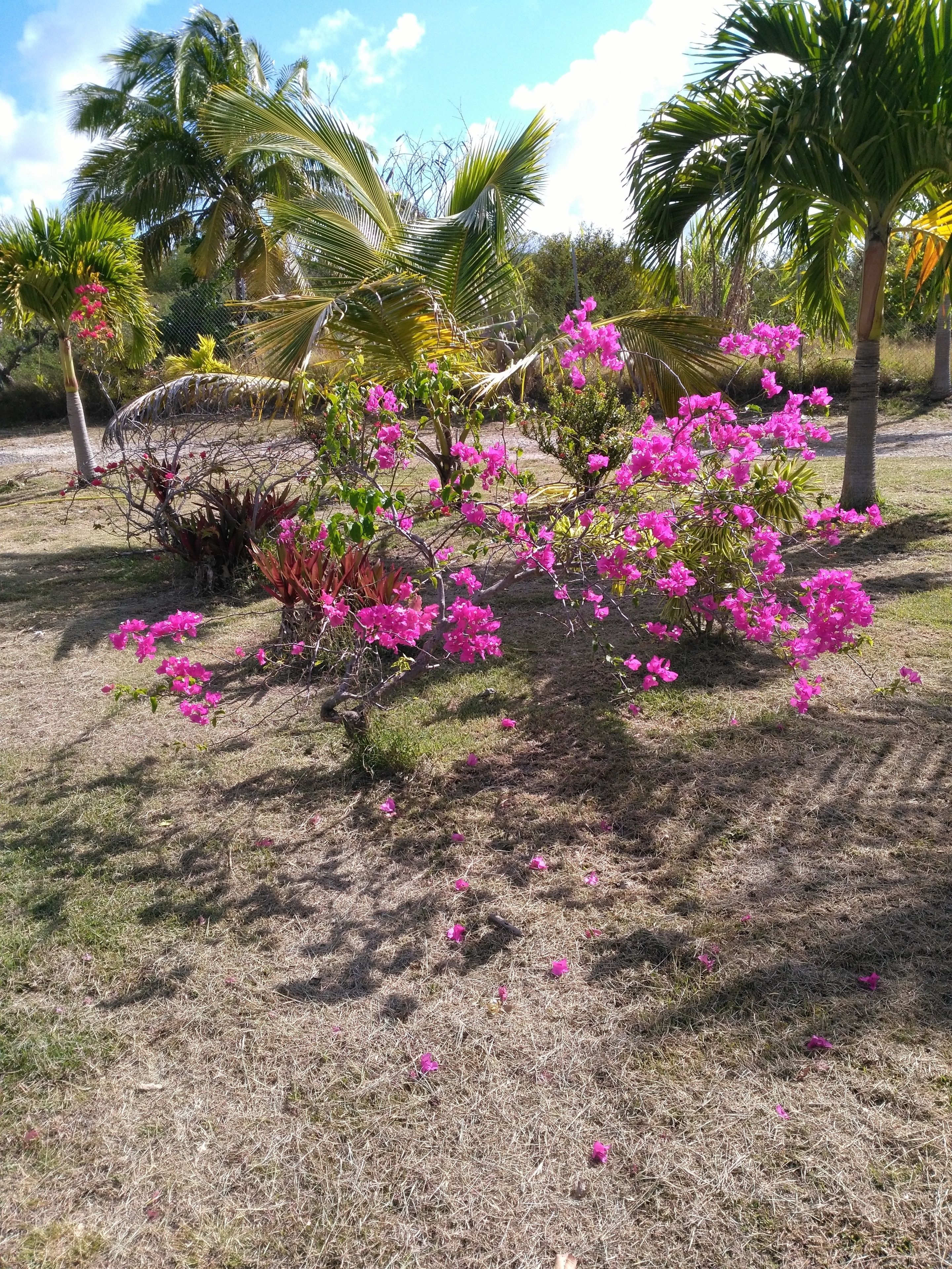 Villa Orquidéa
