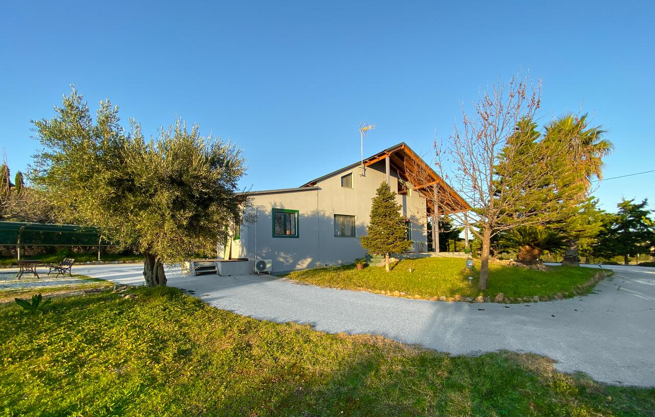 Olive Grove