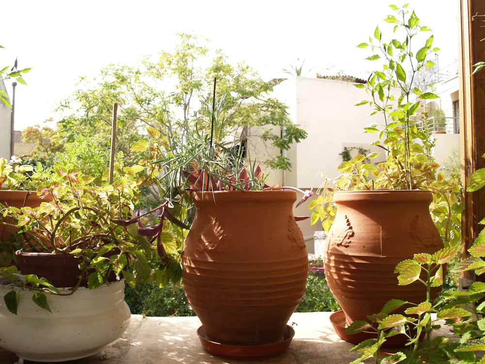 Hotel Acropolis House