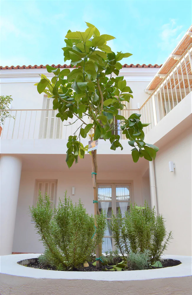 Themelio Boutique Suite
