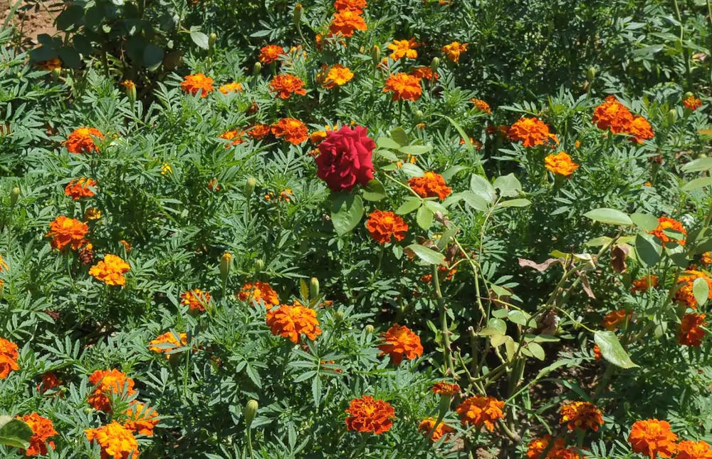 Passas Mare Apartments & Studios