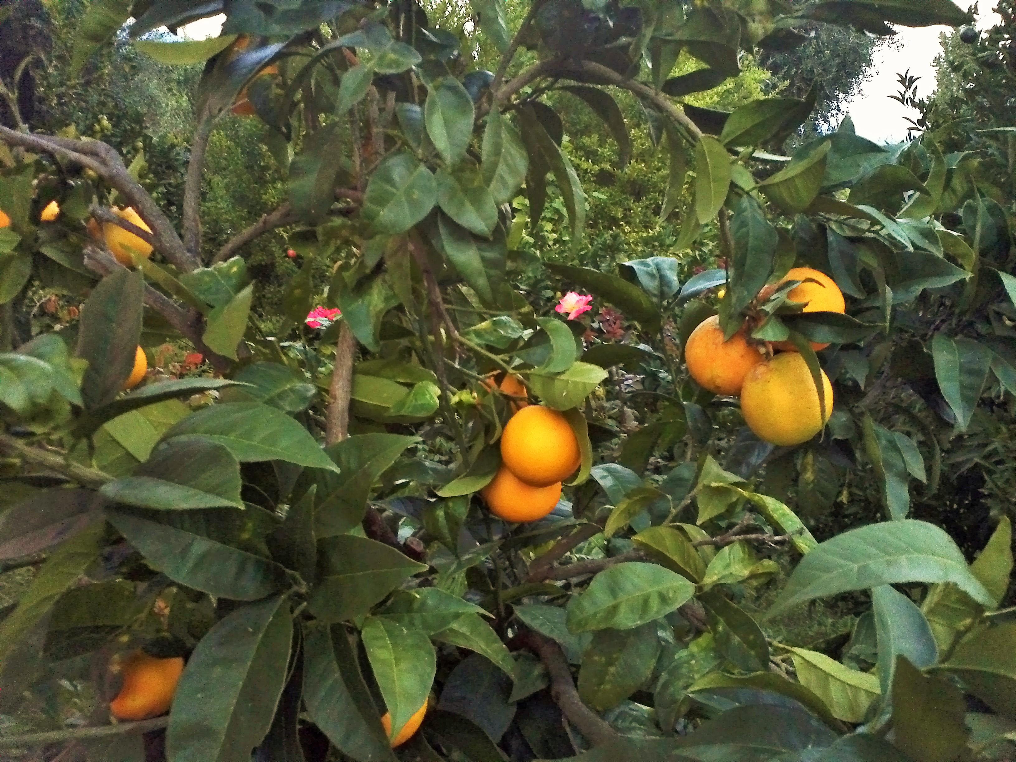 Marilena Apartments & Studios