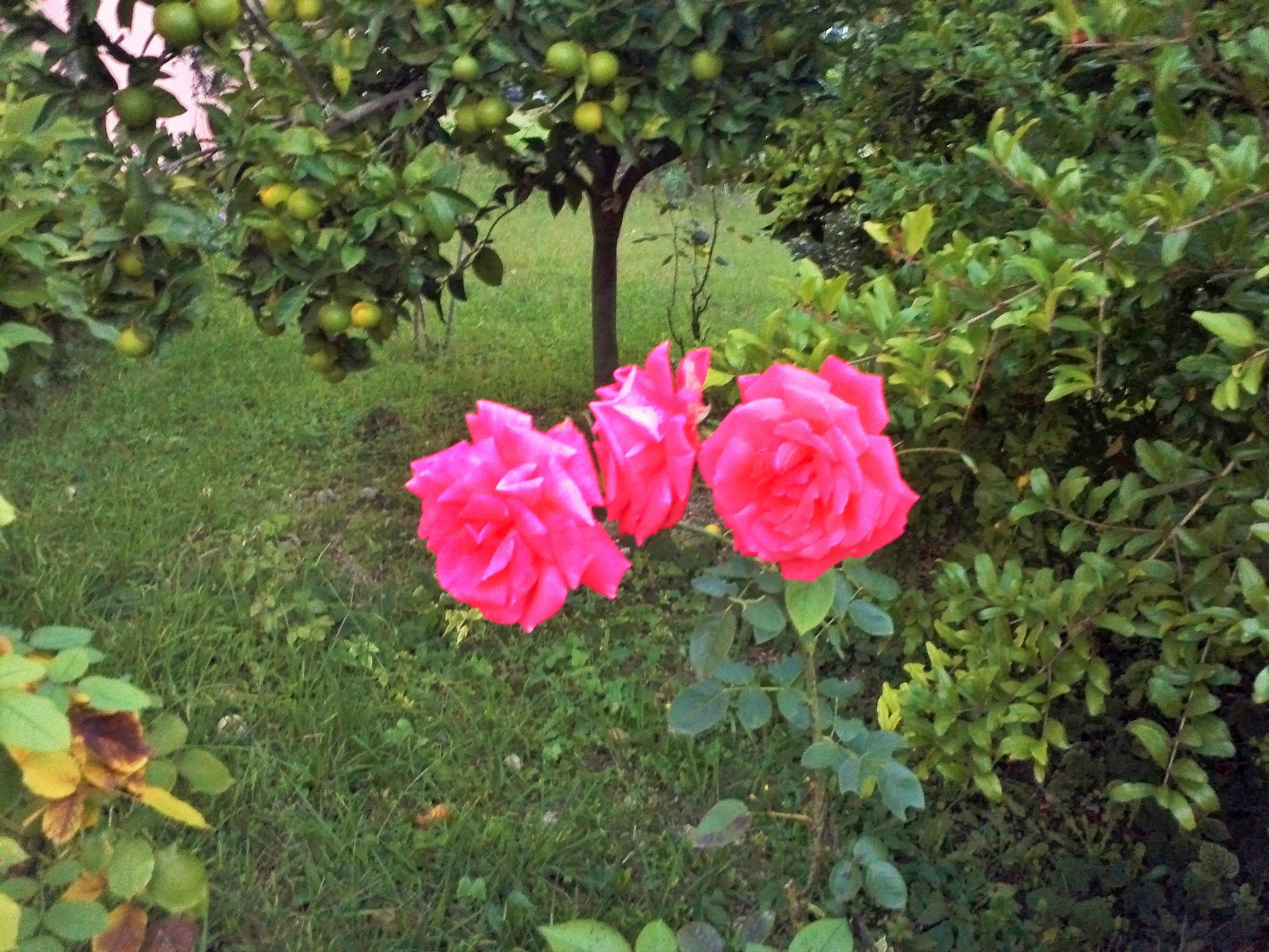 Marilena Apartments & Studios