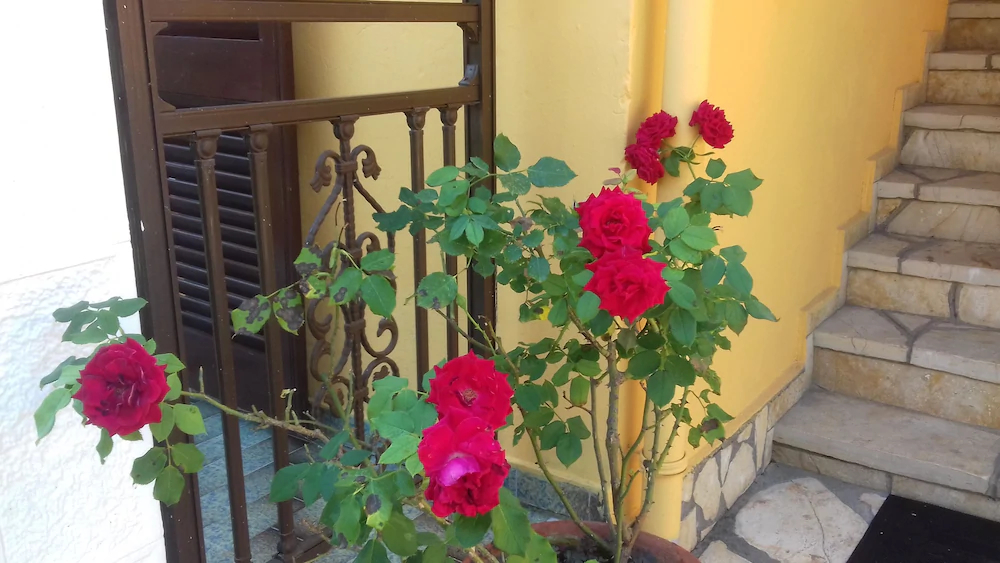 Corfu Dream Fani