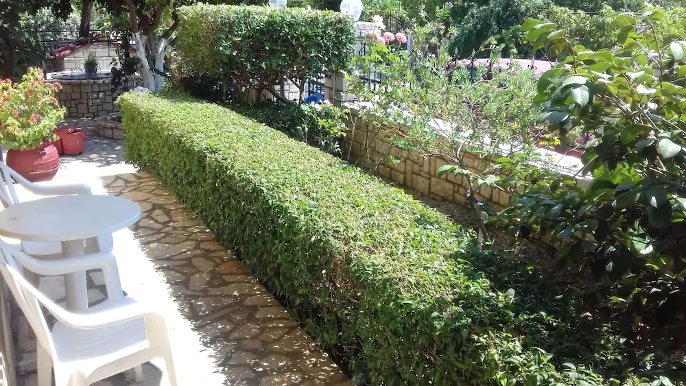 Corfu Dream Fani