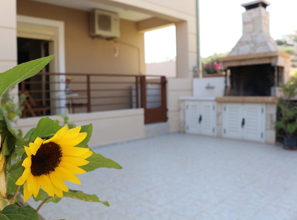 Helianthus