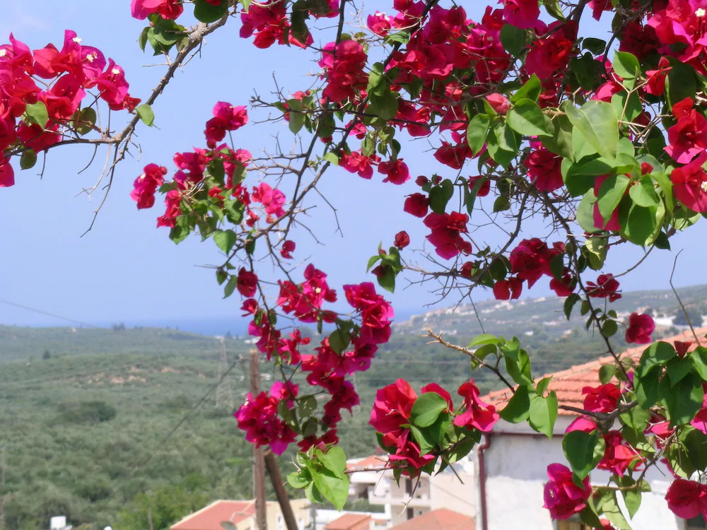 Fenareti's Houses