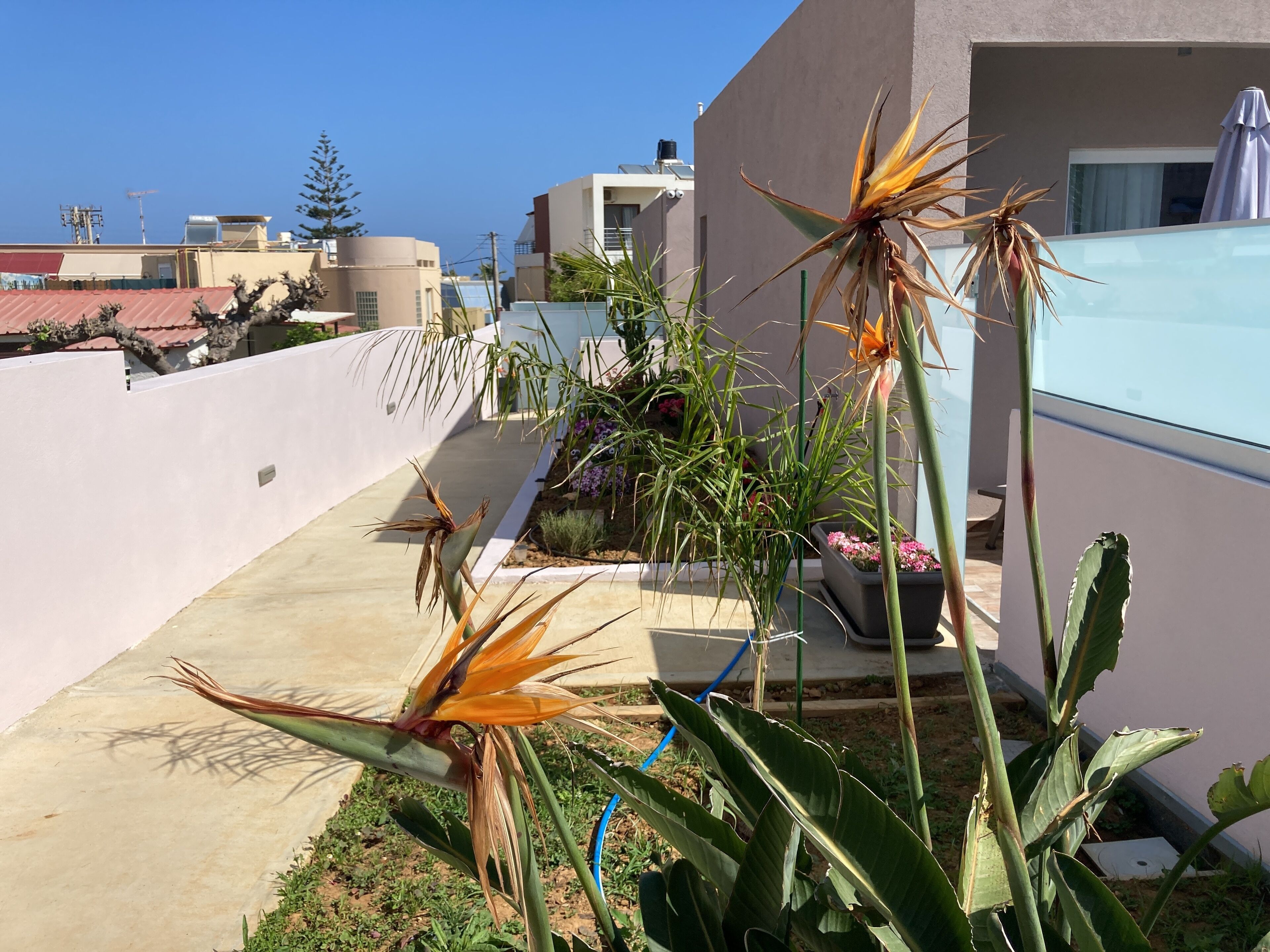 Sarpidon Suites