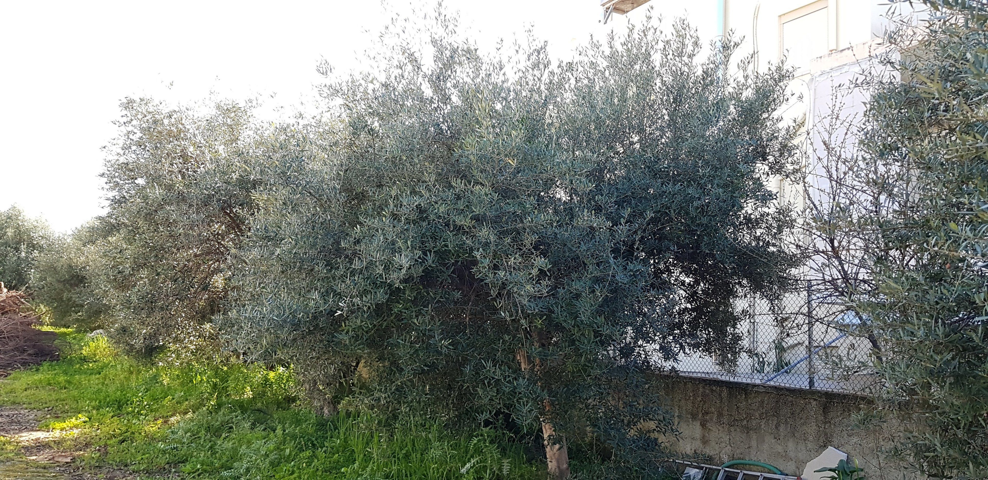 Zinovia