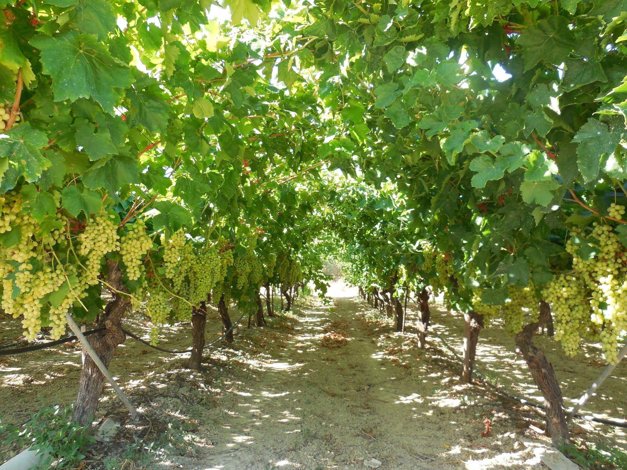 Cretan Vineyard Hill Villa
