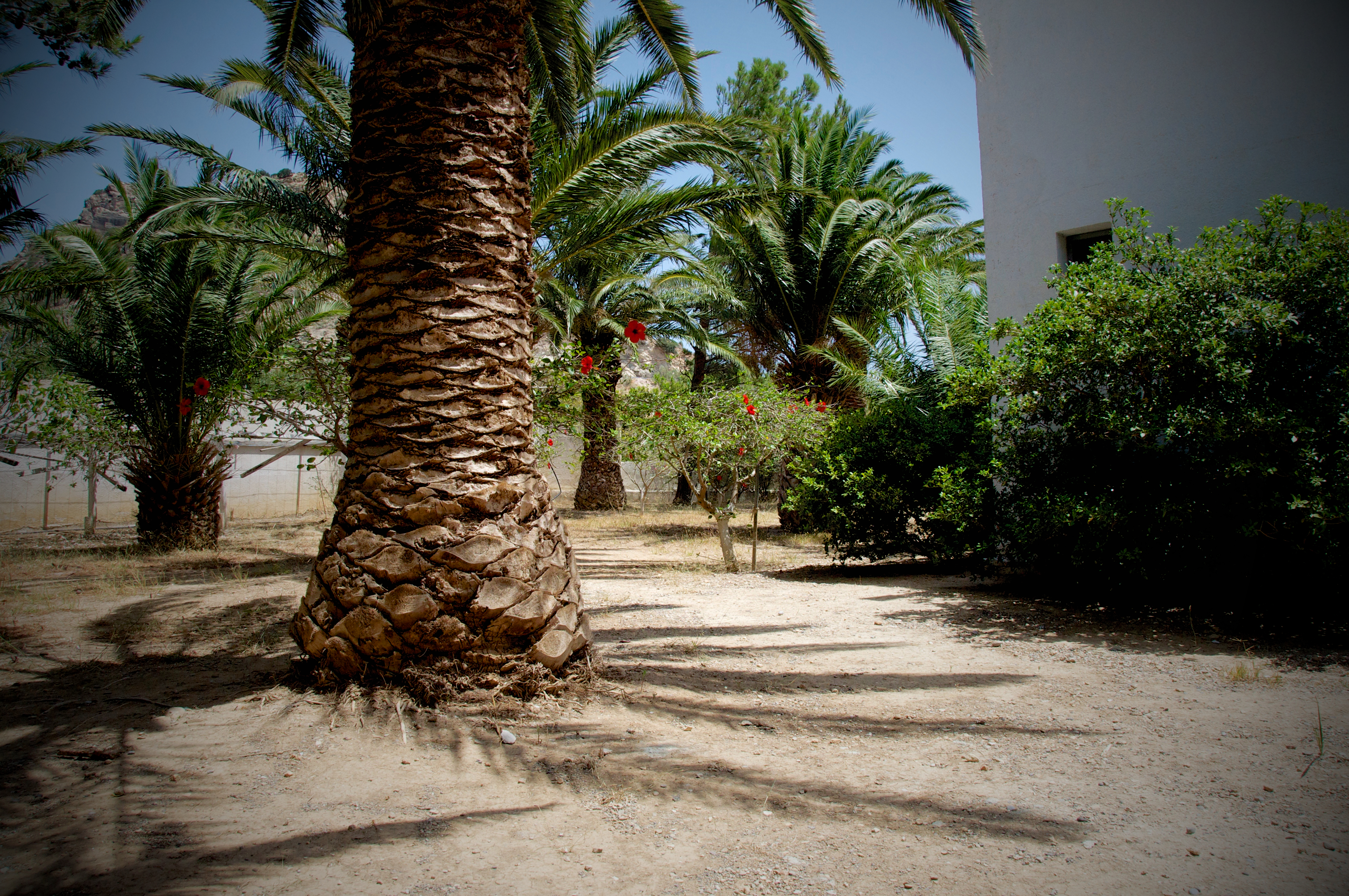 Avra Palm
