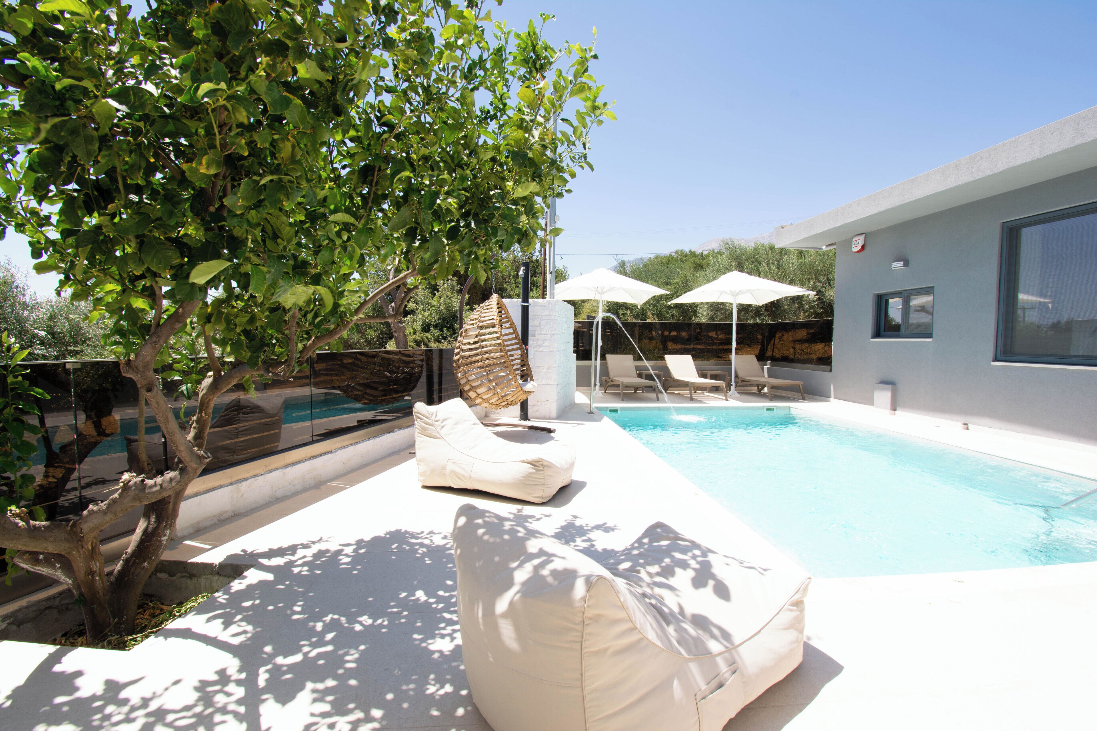 Olive Tree