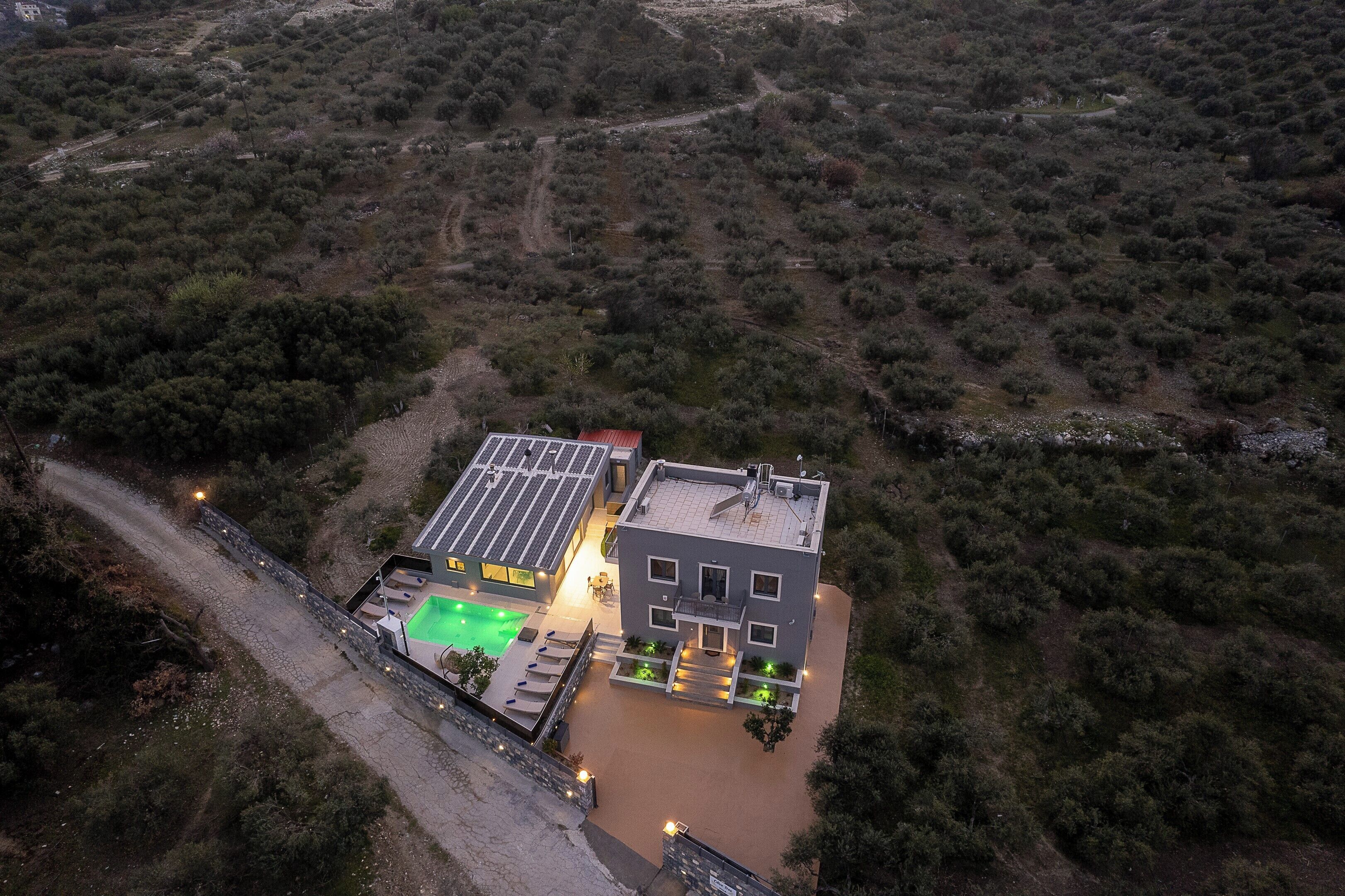 Olive Tree