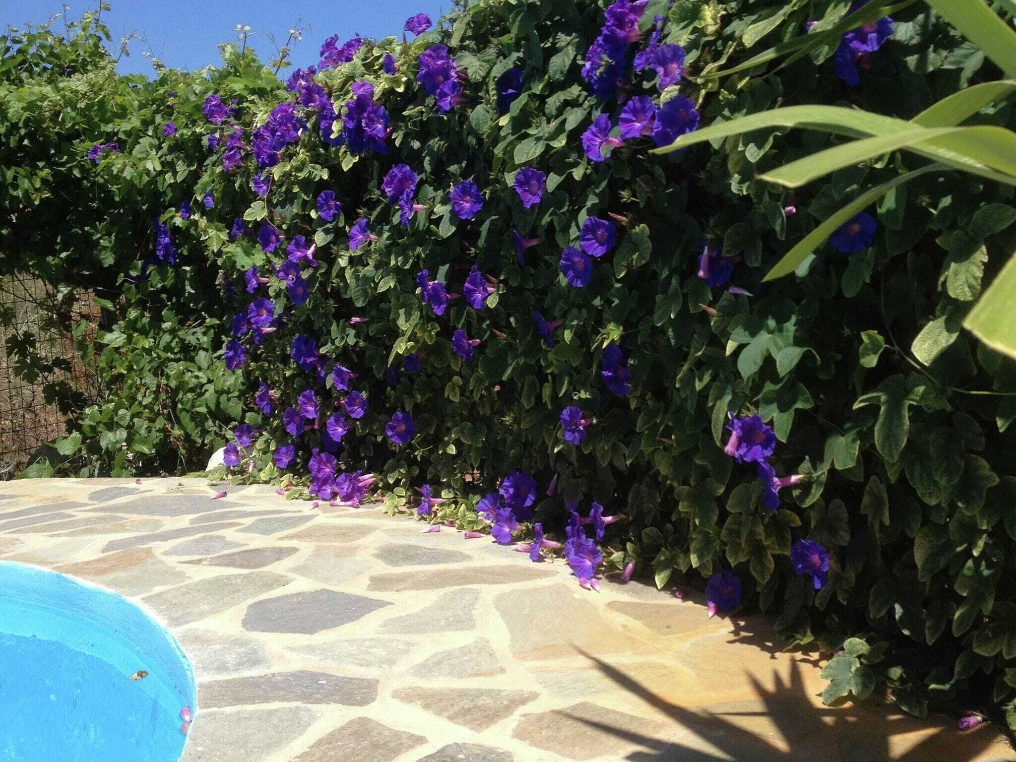Villa Eleonora