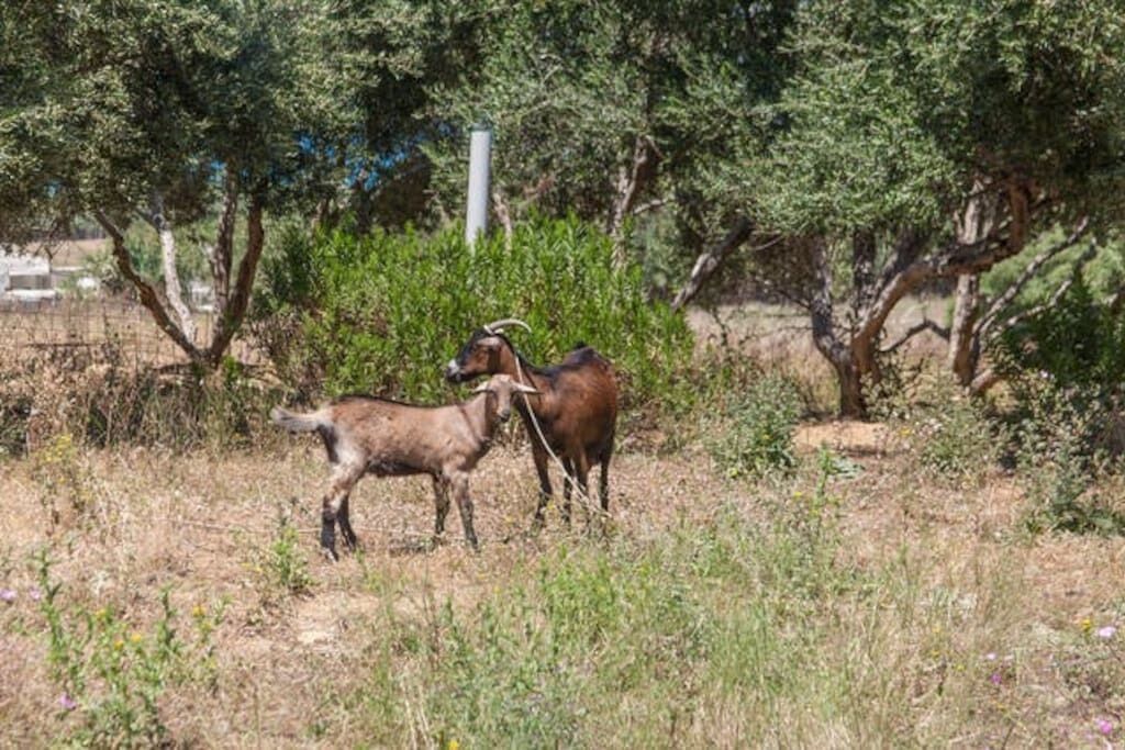 Olive Tree Farm