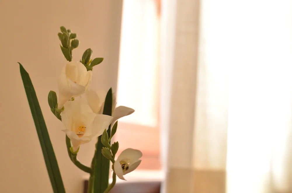 Dilofo Hotel Luxury Suites