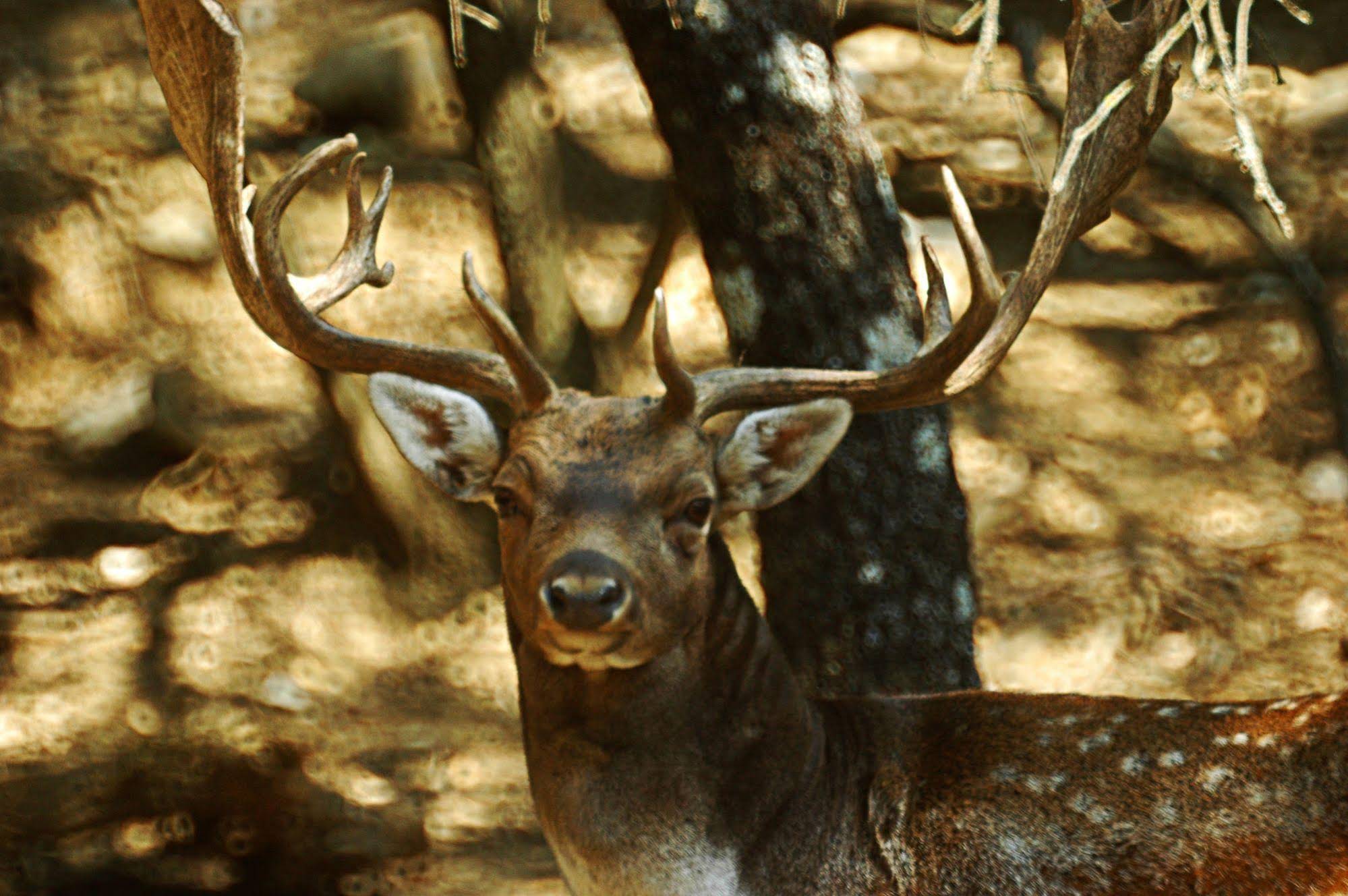 Bourazani Wildlife Resort