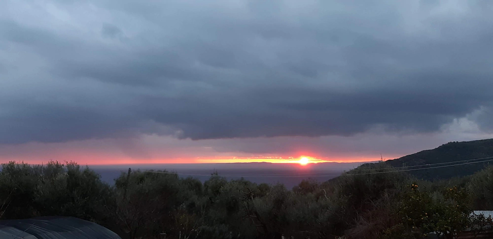 Olive Tree Apartments