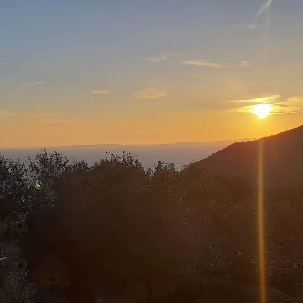 Olive Tree Apartments