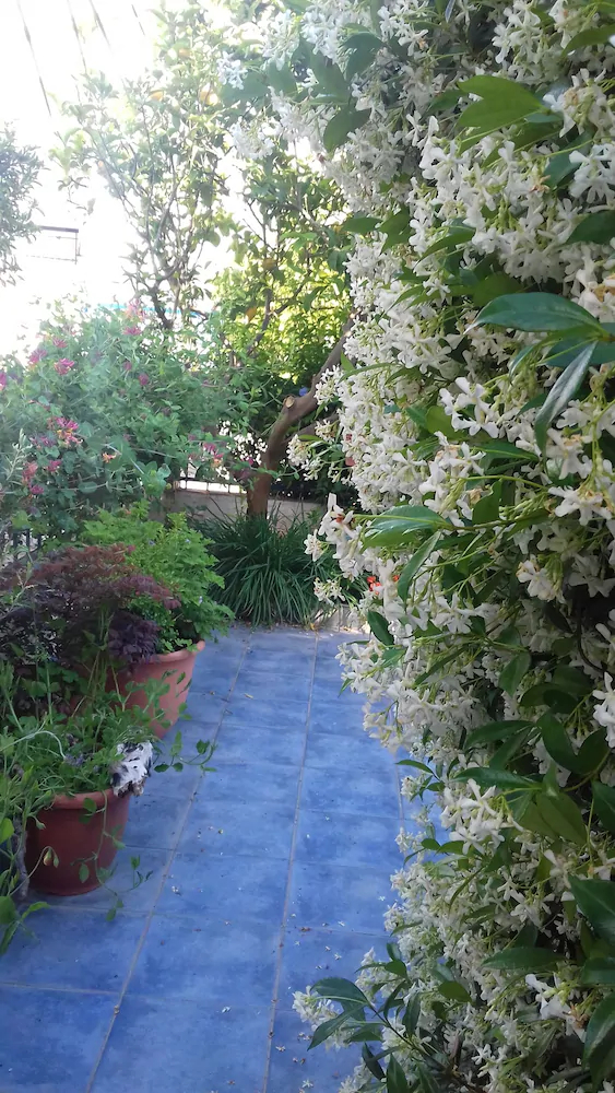 The Jasmine House