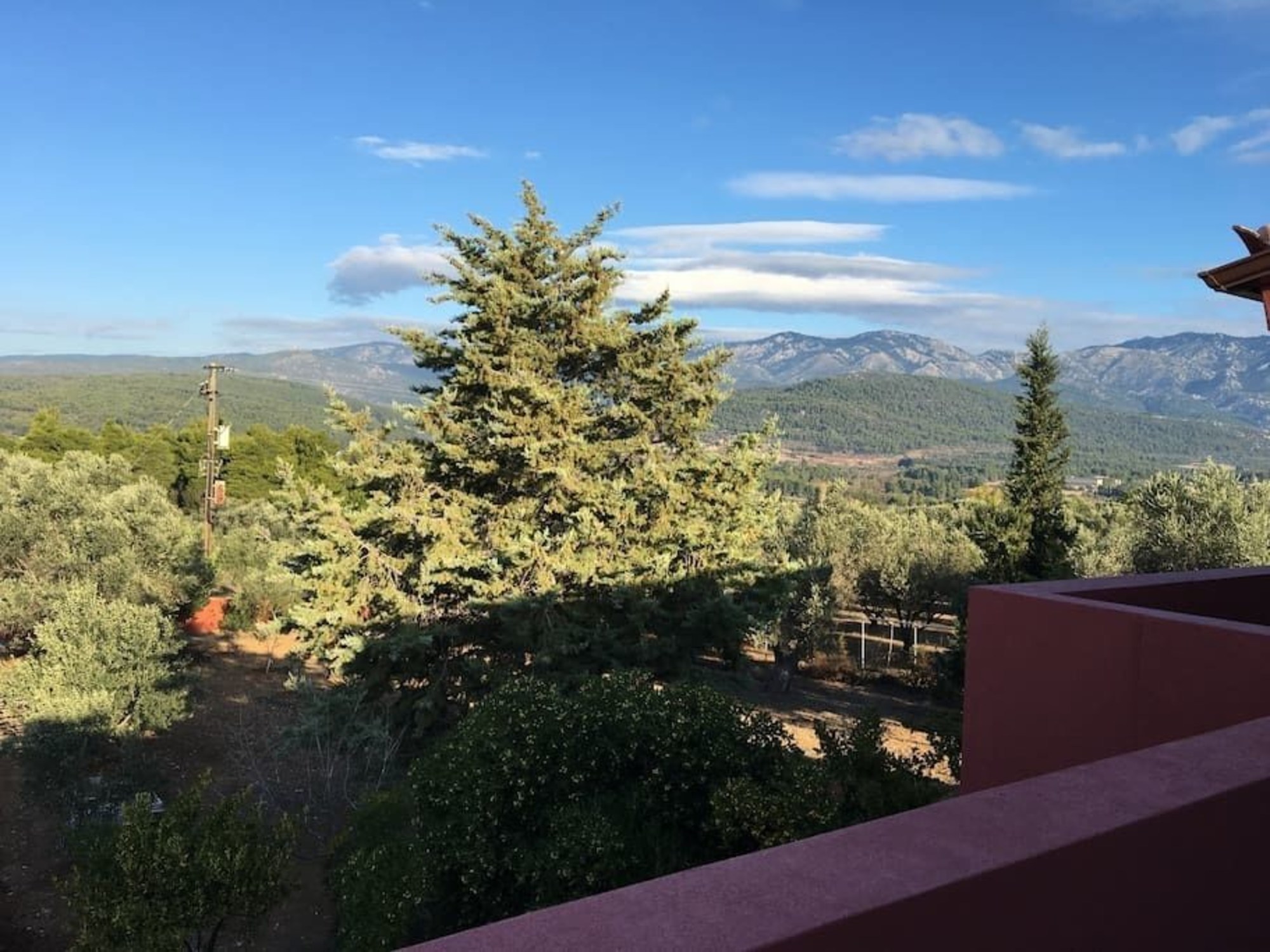 Estate Olive Grove