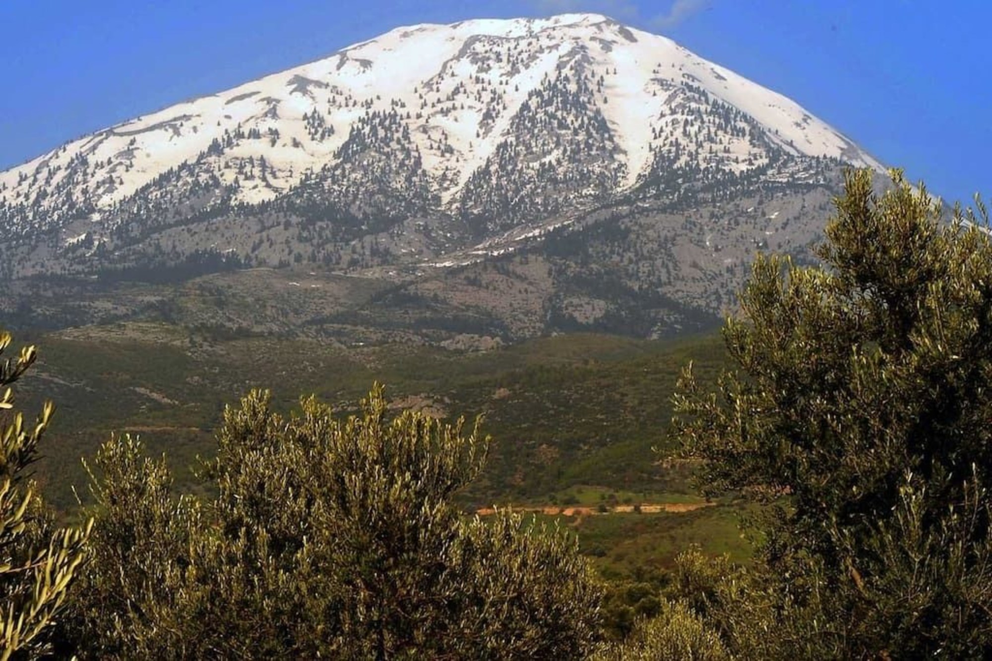 Estate Olive Grove