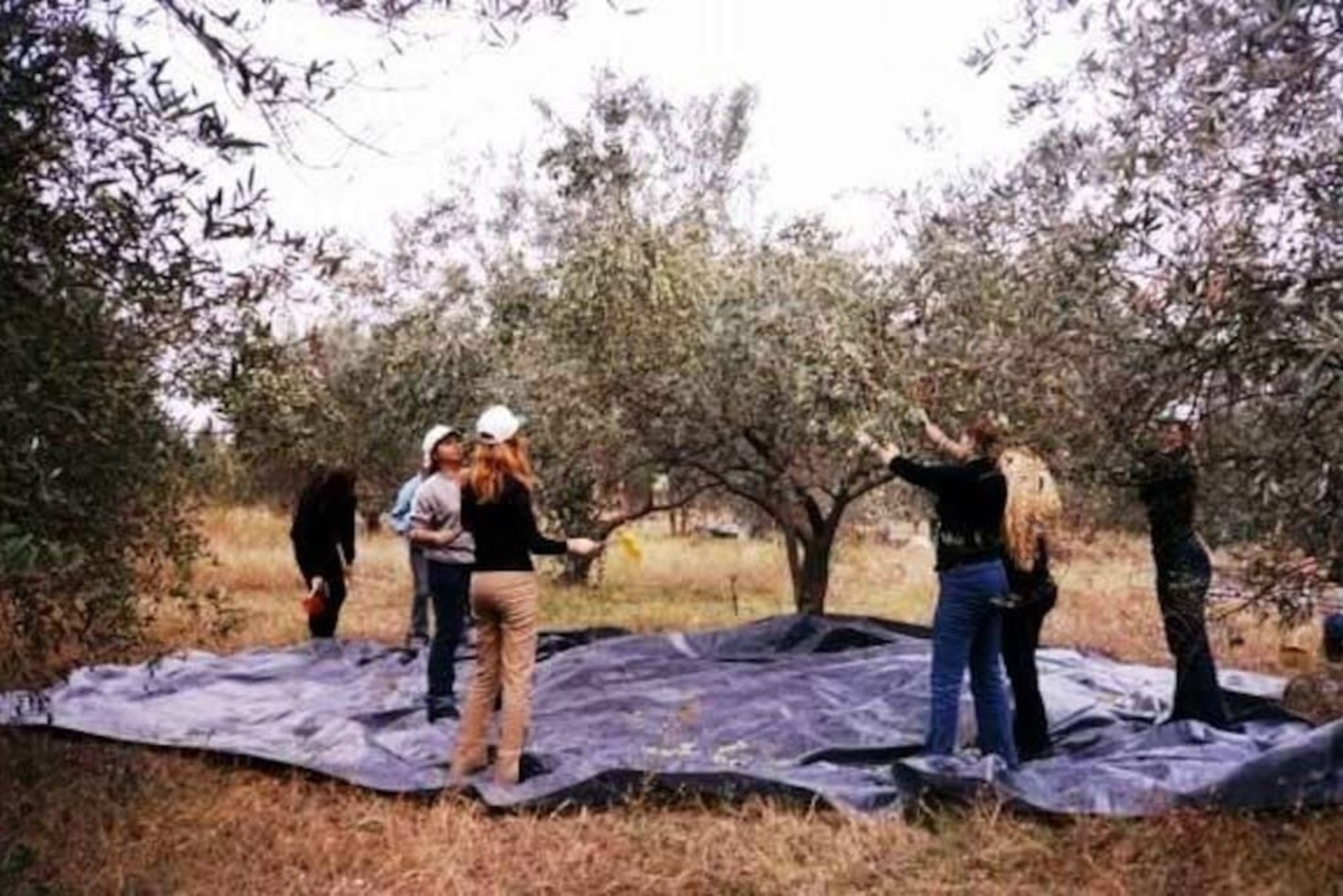 Estate Olive Grove