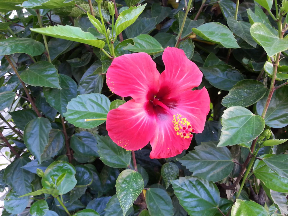 Pizania