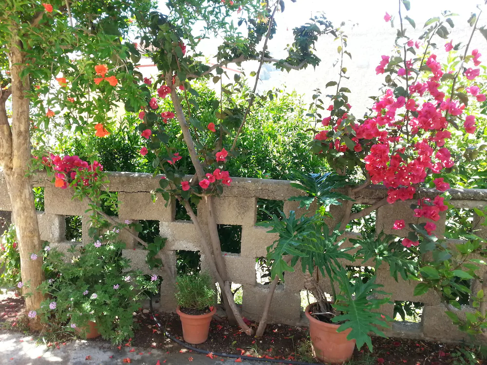 Pizania