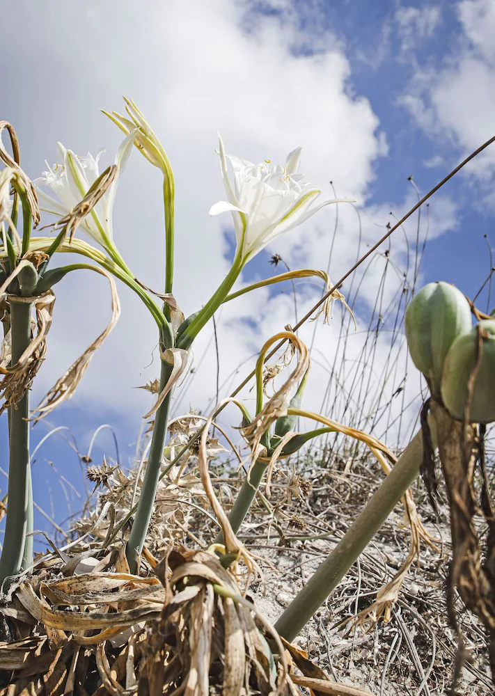 Angela Thalia Apartments